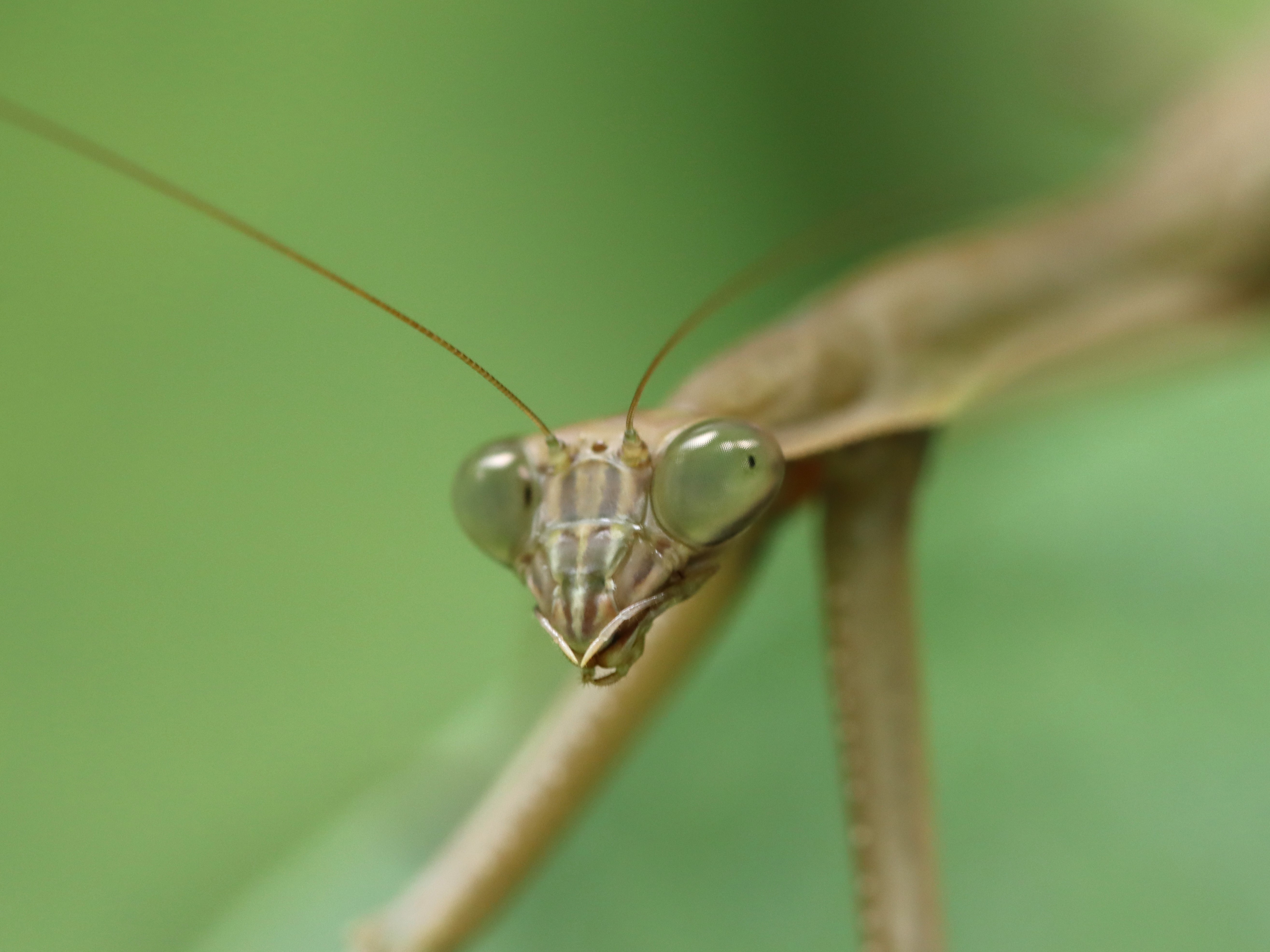 オオカマキリ